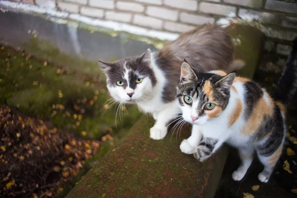 Two adult homeless cats asking us to give them food. The problem of street animals. Treatment of cats.