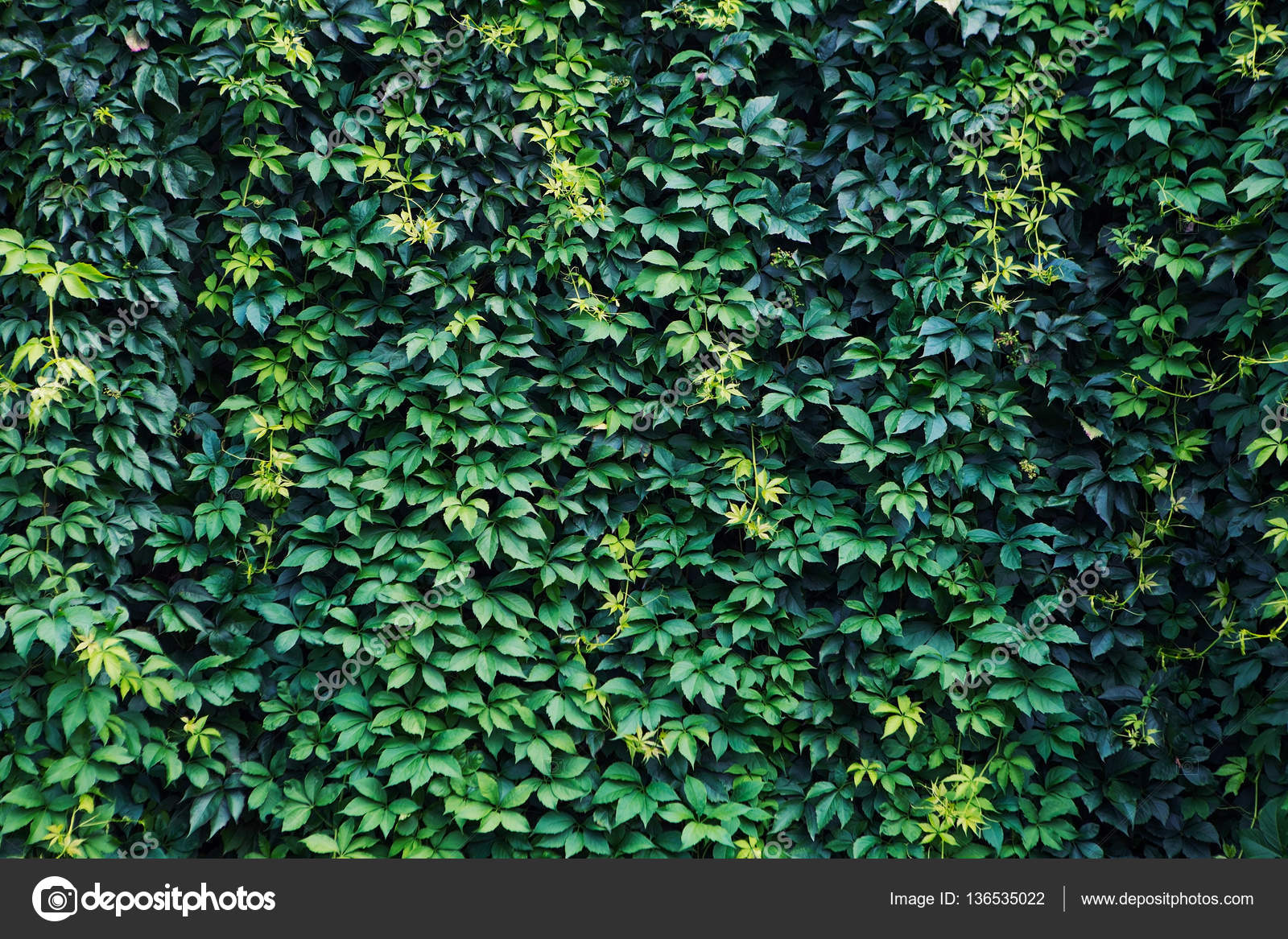Garden texture. Roses on a green background. Growing shrubs. Decorative  vines with leaves — Photo