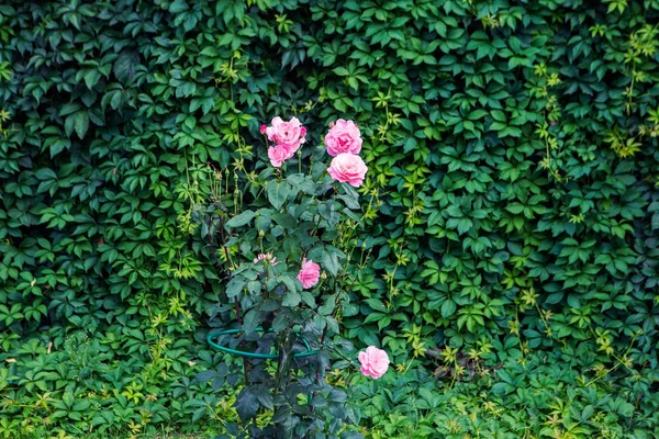 Gartentextur Rosen Auf Grünem Hintergrund Wachsende Sträucher Dekorative Reben Mit — Stockfoto