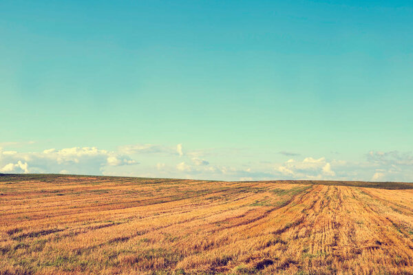 Yellow field and blue sky. The pastoral landscape. The countryside