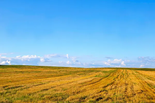 Жовте поле і блакитне небо. Пасторальний пейзаж. сільській місцевості — стокове фото