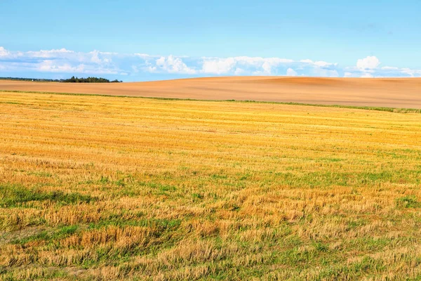Жовте поле і блакитне небо. Пасторальний пейзаж. сільській місцевості — стокове фото