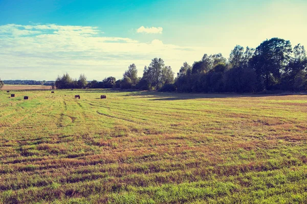 Світло-зелене поле і блакитне небо. Пасторальний пейзаж. сільській місцевості — стокове фото