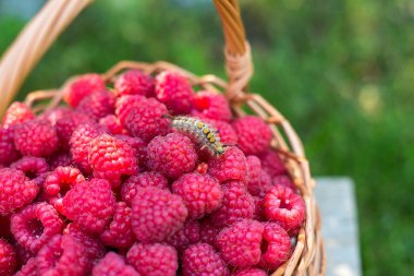 Tatlı ahududu sepet içinde. Yeşil çim Bahçe. Güneş vitamin. Sağlıklı gıda. Vitamin ve mineraller açısından zengin bir meyvedir. Bahçe zararlıları. Caterpillar meyve.