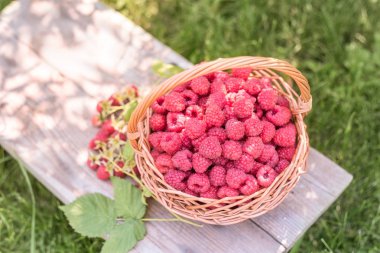 Tatlı ahududu sepet içinde. Sağlıklı gıda. Meyve vitamin ve mineraller açısından zengin.