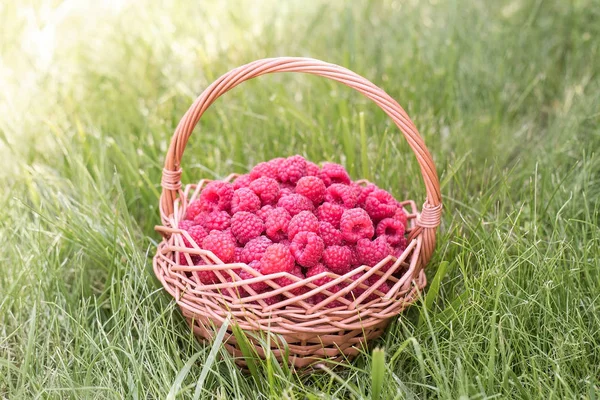 Söta hallon i korg. Hälsosam mat. Frukten är rik på vitaminer och mineraler. — Stockfoto