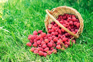 Tatlı ve taze ahududu sepet içinde. Sağlıklı gıda arka plan