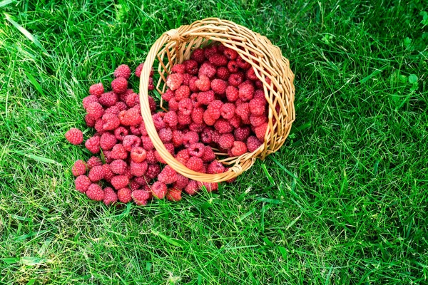 Zmeură dulce și proaspătă în coș. Fundal alimentar sănătos — Fotografie, imagine de stoc