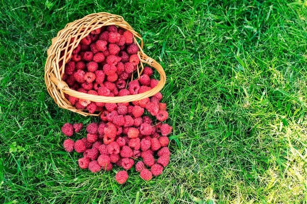 Frambuesas dulces y frescas en cesta. Fondo alimentario saludable —  Fotos de Stock