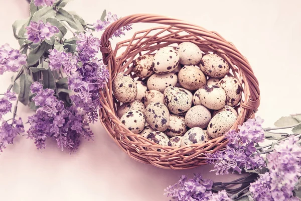 Œufs de caille dans un panier en osier avec des fleurs de lavande sur fond blanc — Photo
