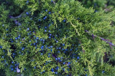 Mavi çilek ile Mazı ardıç. Yeşil ağaç dalı.