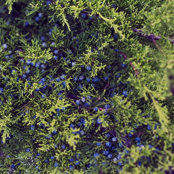 Arborvitae jalovec s modré bobule. Zelený strom větev. — Stock fotografie