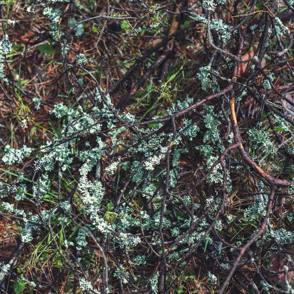 云杉树桩上的森林苔藓和地衣。森林中的不同分支. — 图库照片