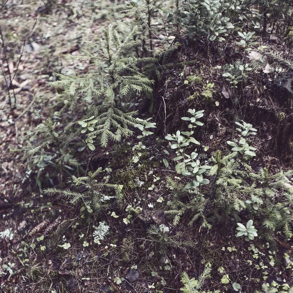 Musgo del bosque y líquenes en un tocón de abeto. Arbustos de arándanos y diferentes ramas en el bosque . —  Fotos de Stock