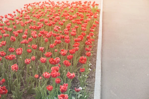 Красивые тюльпаны в городской клумбе. Ярко красные тюльпаны. Многие цветущие растения текстуры . — стоковое фото
