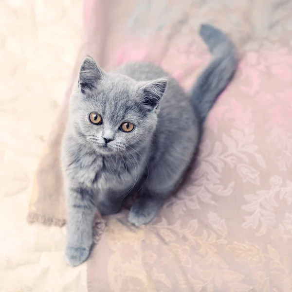 Gray British cat with amber eyes, a cute pet on a soft background — Stock Photo, Image