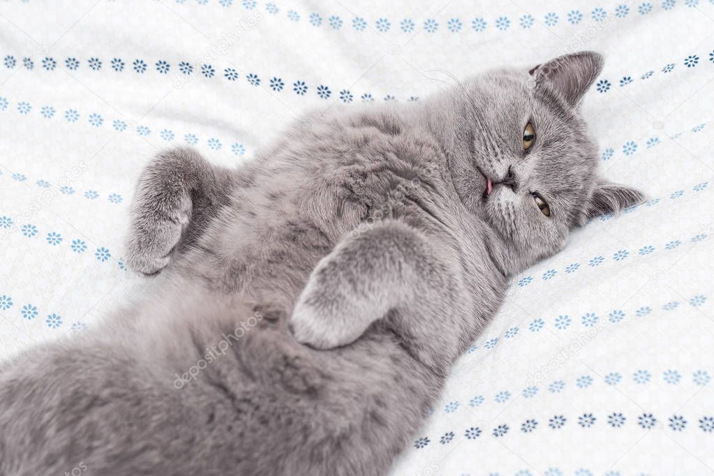 Sleeping cat, funny pet