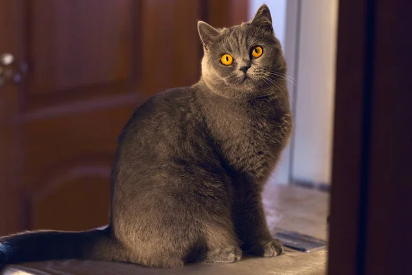 Şirin Bir Evcil Kedi Oturur Kameraya Bakar Sarı Gözlü Gri — Stok fotoğraf