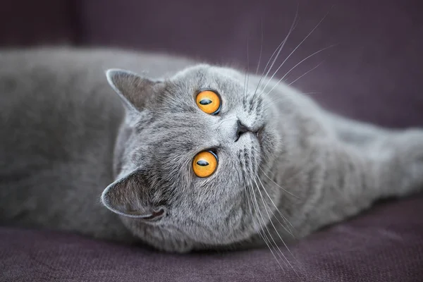 Bellissimo Gatto Grigio Sdraiato Una Sedia Morbida British Shorthair Cat — Foto Stock