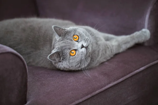 Schöne Graue Katze Auf Einem Weichen Stuhl Liegend Britische Kurzhaarkatze — Stockfoto