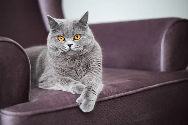 Güzel Gri Kedi Yumuşak Bir Sandalyede Yatıyor Ngiliz Shorthair Kedisi — Stok fotoğraf
