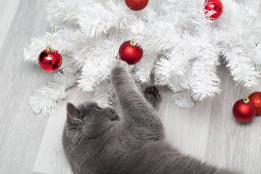 Komik kedi Noel oyuncaklarıyla oynuyor, meraklı kedi Noel ağacına pençeleriyle dokunuyor.