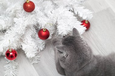 Komik kedi Noel oyuncaklarıyla oynuyor, meraklı kedi Noel ağacına pençeleriyle dokunuyor.