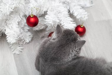 Komik kedi Noel oyuncaklarıyla oynuyor, meraklı kedi Noel ağacına pençeleriyle dokunuyor.