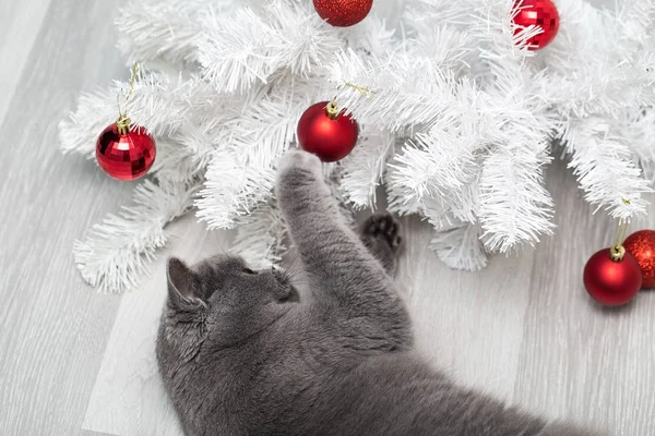 Funny cat playing with Christmas toys, curious cat touches Christmas tree by its paws