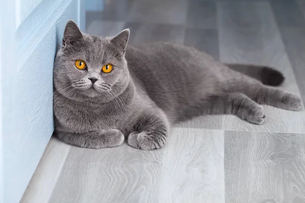 Красивая Домашняя Кошка Отдыхает Светло Голубой Комнате Серая Короткошерстная Кошка — стоковое фото