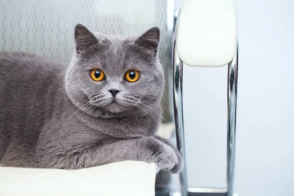漂亮的苏格兰猫 坐在办公椅上 毛茸茸的猫 房间内有一双富有表现力的黄眼睛 — 图库照片