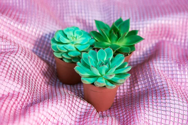 Kis Cserepes Növények Lédús Zöld Zamatos Rózsaszín Alapon — Stock Fotó