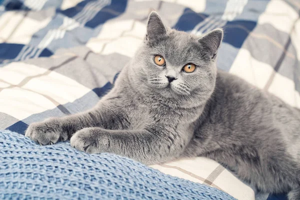 Mladá Kočka Útulném Domě Portrét Kočky Neutrálním Interiéru — Stock fotografie
