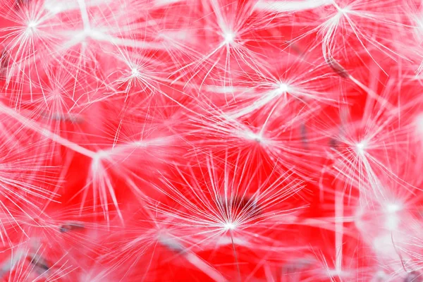 Flying dandelion seeds, macro photography of nature, dandelion parachutes on a red background