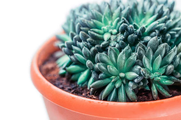 Suculenta Azul Verde Maceta Planta Interior Aislada Sobre Fondo Blanco —  Fotos de Stock