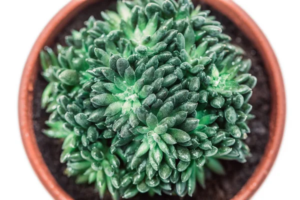 Succulent Pot Green Fresh Plant Isolated White Background — Stock Photo, Image