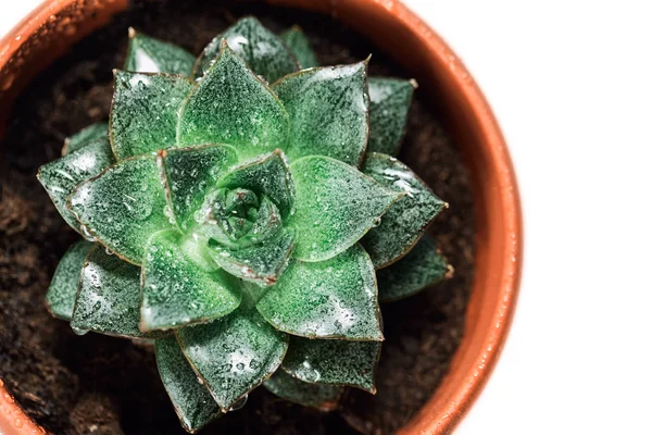Green succulent in the shape of a star, juicy potted houseplant moistened with water, home floriculture — Stock Image Green Succulent Shape Star Juicy Potted Houseplant Moistened Water Home Royalty Free Stock Images