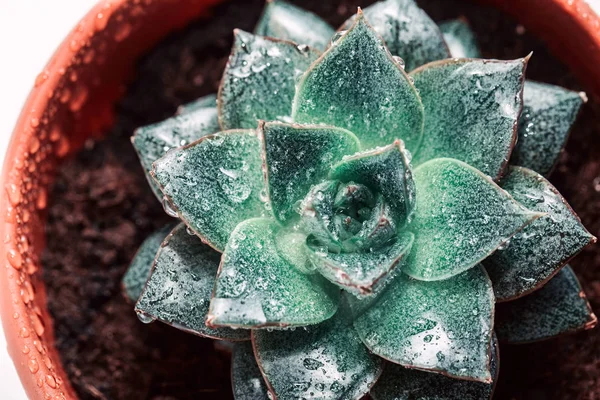 Green succulent in the shape of a star, juicy potted houseplant moistened with water, home floriculture — Stock Image Green Succulent Shape Star Juicy Potted Houseplant Moistened Water Home Stock Picture