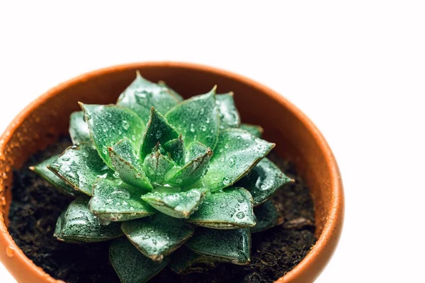 Green succulent in the shape of a star, juicy potted houseplant moistened with water, home floriculture — Stock Image Green Succulent Shape Star Juicy Potted Houseplant Moistened Water Home Stock Image