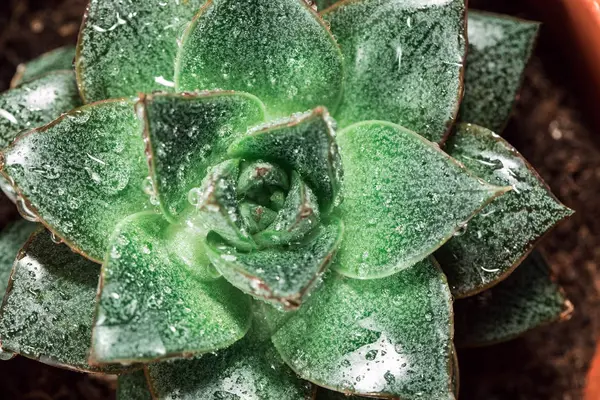 Green succulent in the shape of a star, juicy potted houseplant moistened with water, home floriculture — Stock Image Green Succulent Shape Star Juicy Potted Houseplant Moistened Water Home Stock Picture