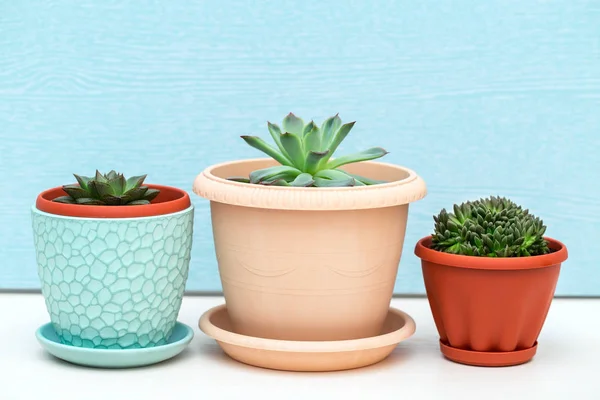 Green succulents in pots, live indoor plants