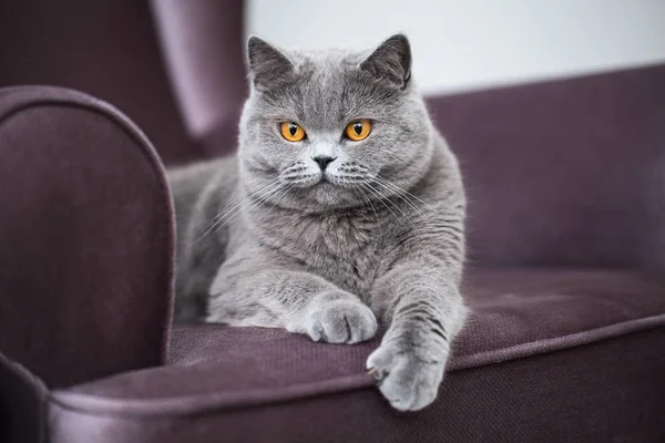 British Shorthair Cat Charmant Poesje Zittend Een Fauteuil — Stockfoto