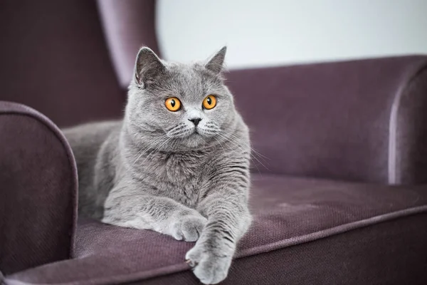 British Shorthair Cat Charmant Poesje Zittend Een Fauteuil — Stockfoto