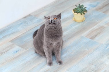 Komik suratlı, mavi arka planda tüylü bir kedi.