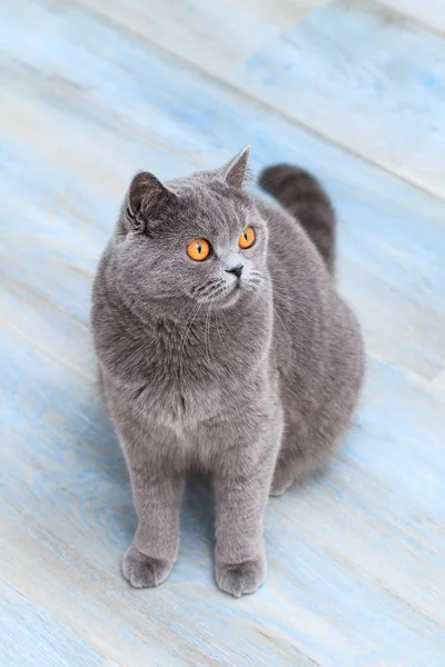 Dost Canlısı Evcil Kedi Güzel Gri Tüylü Kedi Mavi Arka — Stok fotoğraf