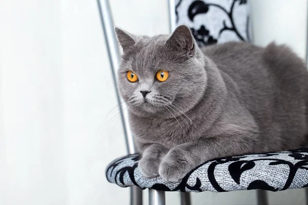 Mutfakta Sandalyede Oturan Güzel Gri Kedi Sevimli Bir Evcil Hayvanın — Stok fotoğraf