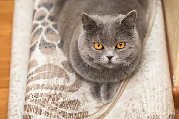 Πορτρέτο Μιας Γοητευτικής Καθαρόαιμης Γάτας Στο Χαλί Όμορφο Πρόσωπο Γάτας — Φωτογραφία Αρχείου