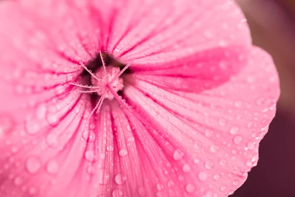 Rosa Stockrose Tautropfen Auf Den Staubgefäßen Und Die Blütenblätter Eines — Stockfoto