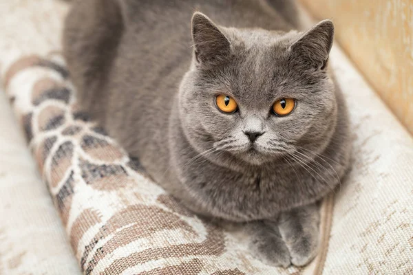 Portrét Půvabné Čistokrevné Kočky Koberci Krásná Kočičí Tvář Dívá Nás — Stock fotografie