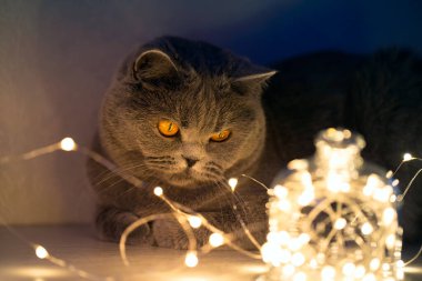 Kısa saçlı gri bir kedi, patileri önünde katlanmış lambaya bakar.